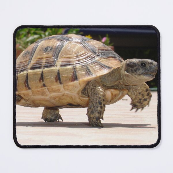 Item preview, Marching Baby Tortoise Close Up Photo designed and sold by taiche.