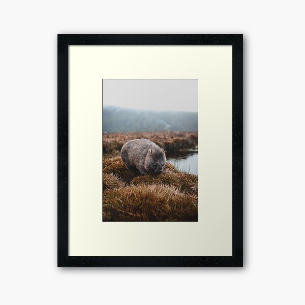 Tasmanian Wombat Framed Art Print