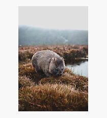Tasmanian Wombat Photographic Print