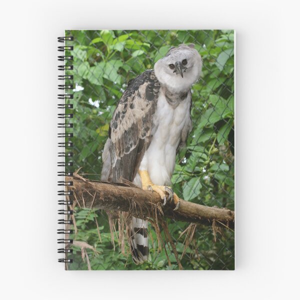 Item preview, Harpy Eagle  designed and sold by AviarylifeMag.