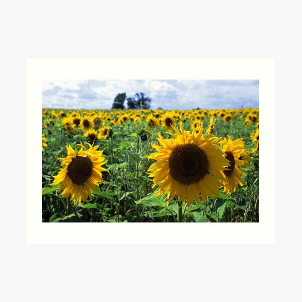 Sun flowers Art Print