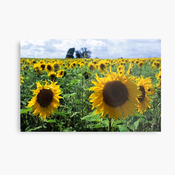 Sun flowers Metal Print