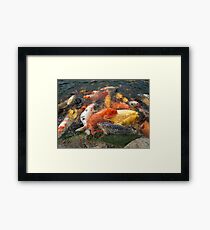 Koi Fish (1 of 3) Framed Print