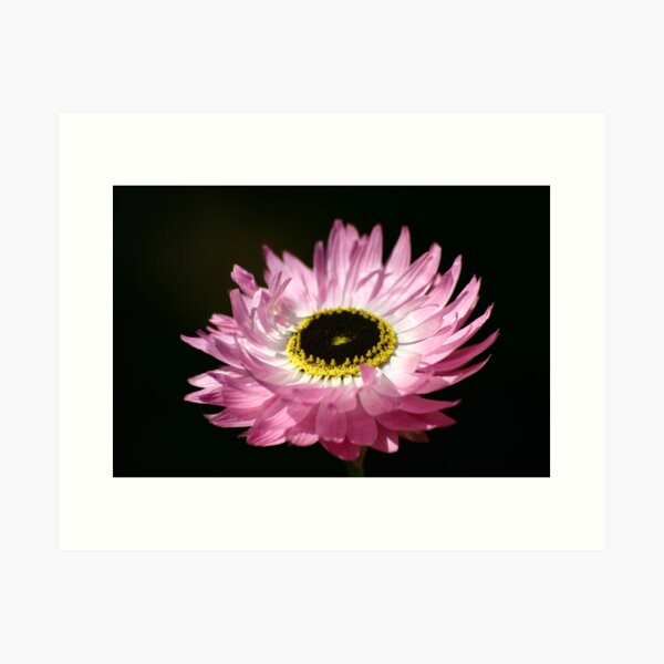 Native Paper Daisy Art Print