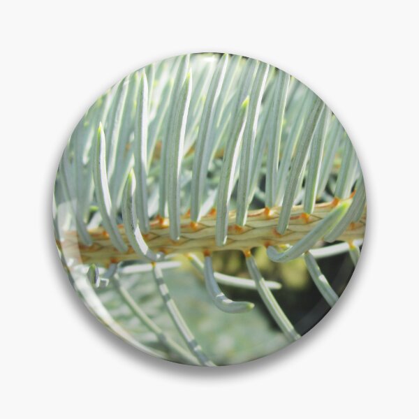 Item preview, Blue fir tree photo | nature fir tree photography designed and sold by lausn.