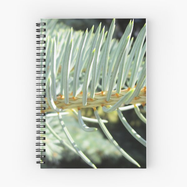 Item preview, Blue fir tree photo | nature fir tree photography designed and sold by lausn.