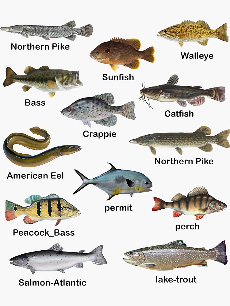 "Types Of Fish In America, fish names" Sticker for Sale by AMZILStore