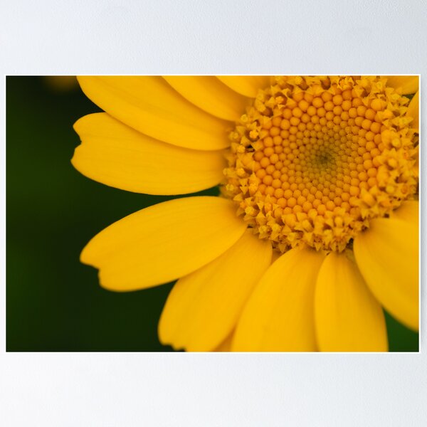 Item preview, Little Sun designed and sold by Mirka Rueda Rodriguez.