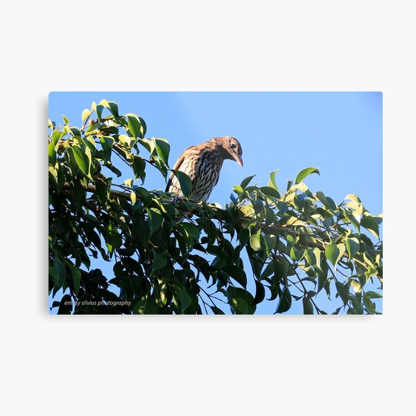 Australasian Figbird (female) - 5964 Metal Print