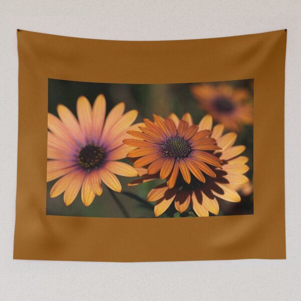 Item preview, Beautiful African Daisy Zion Red Flowering designed and sold by Joy Watson - Natural Light Photography .