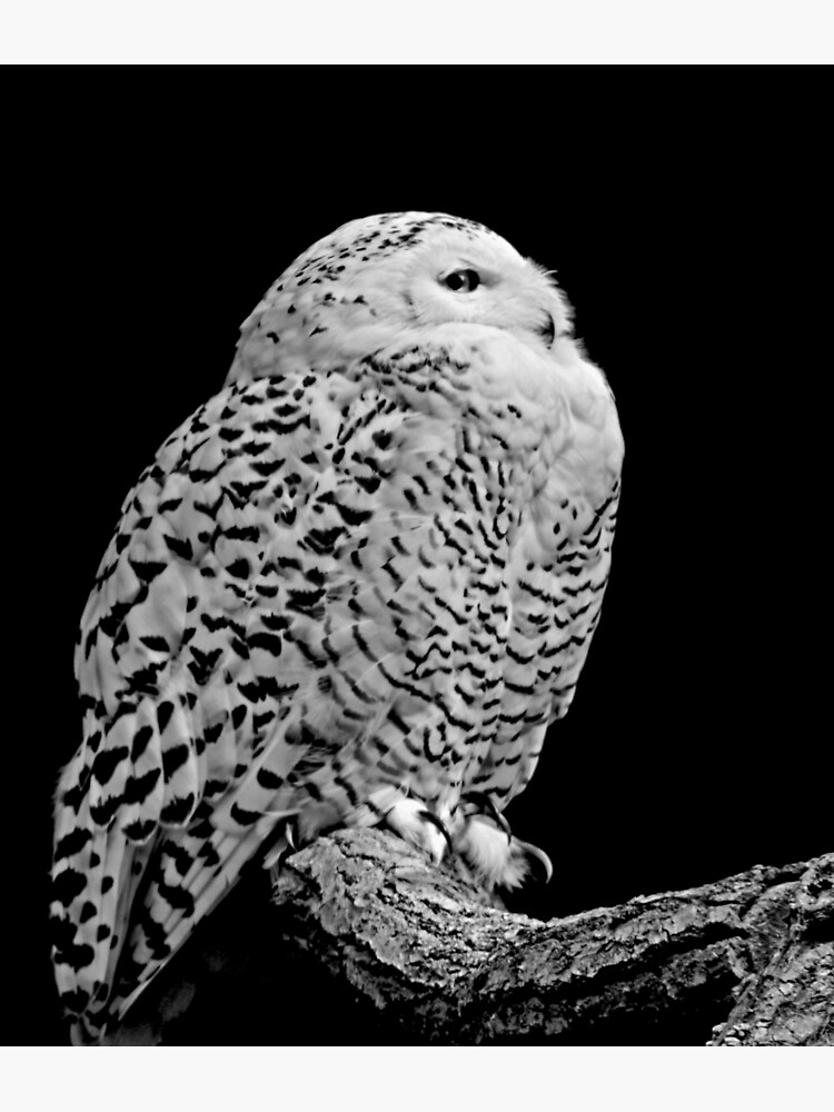 Snowy Owl Photographic Print