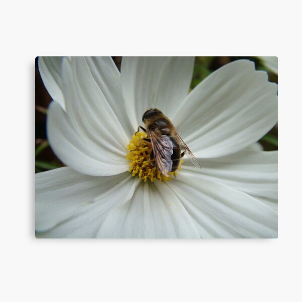Busy Bee Canvas Print