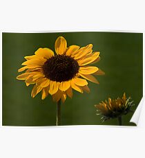 Sunflowers Poster