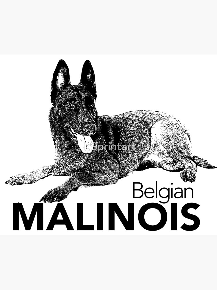 Malinois- Belgian shepherd Maligator Photographic Print for