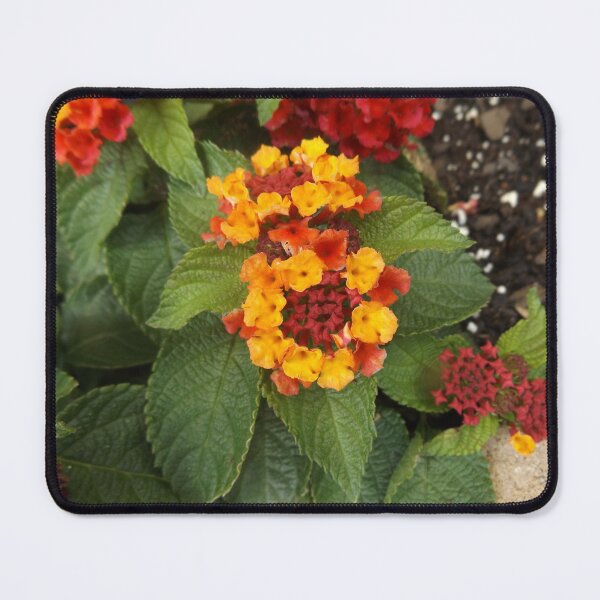 Item preview, Lantana designed and sold by This and That.