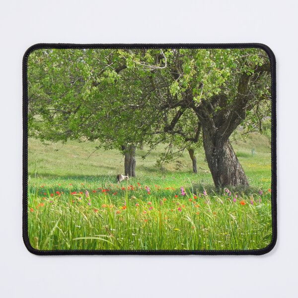 Item preview, Poppies and Gladioli  designed and sold by Viv Thompson Photography .