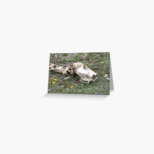 End of the Bison Greeting Card