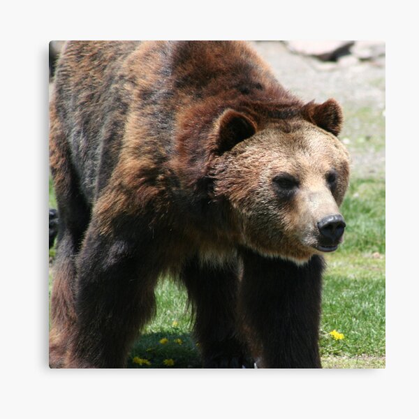A Grizzley Bear Market Canvas Print