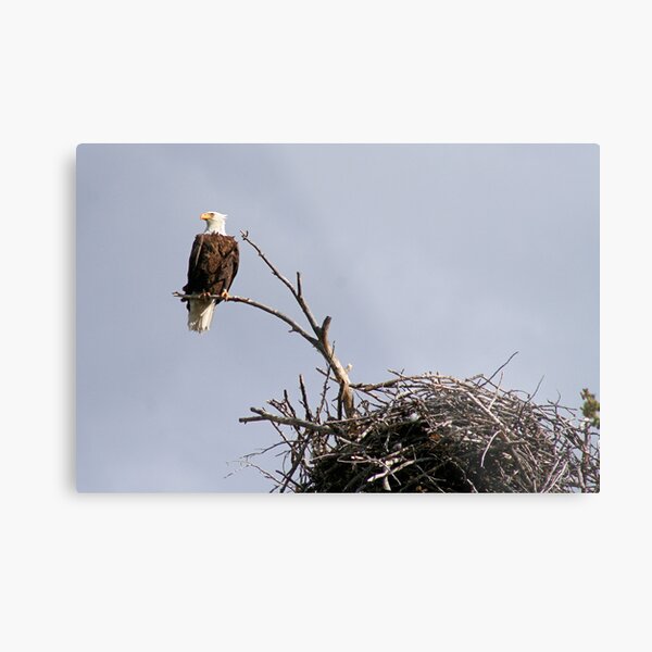 Bald Eagle Surveying Yellowstone National Park Metal Print