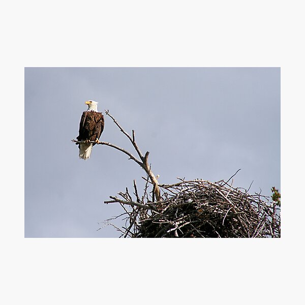 Bald Eagle Surveying Yellowstone National Park Photographic Print
