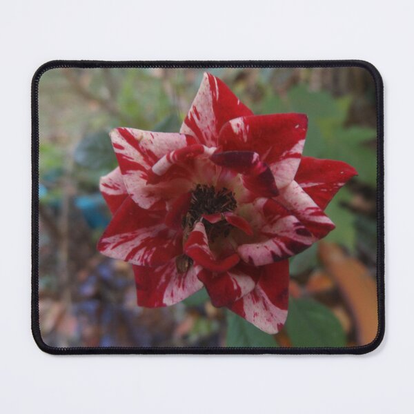 Item preview, Single Rose designed and sold by This and That.