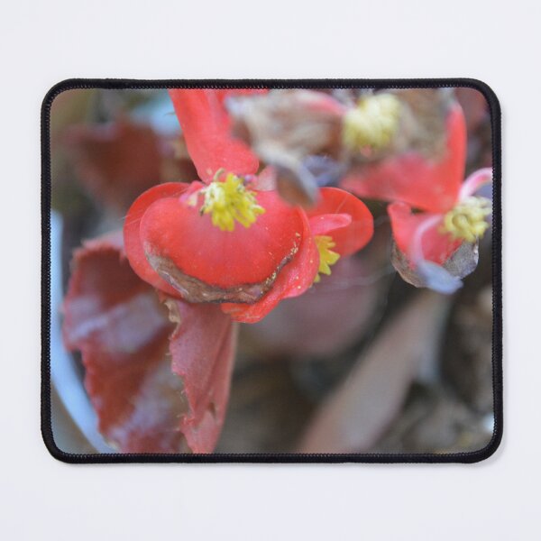 Item preview, Begonia designed and sold by This and That.