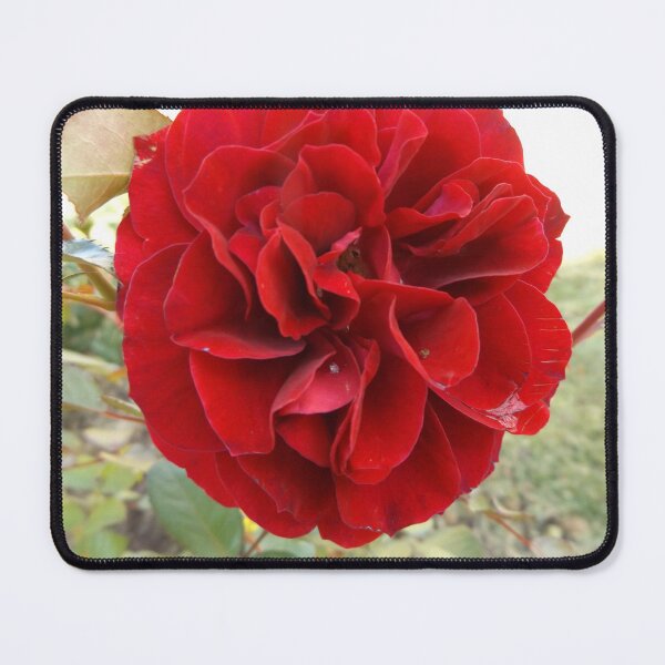 Item preview, Red Rose designed and sold by This and That.