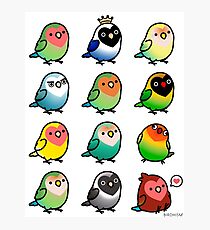 Chubby Lovebirds Photographic Print