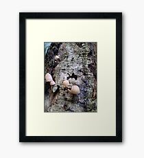 Fungus Framed Print
