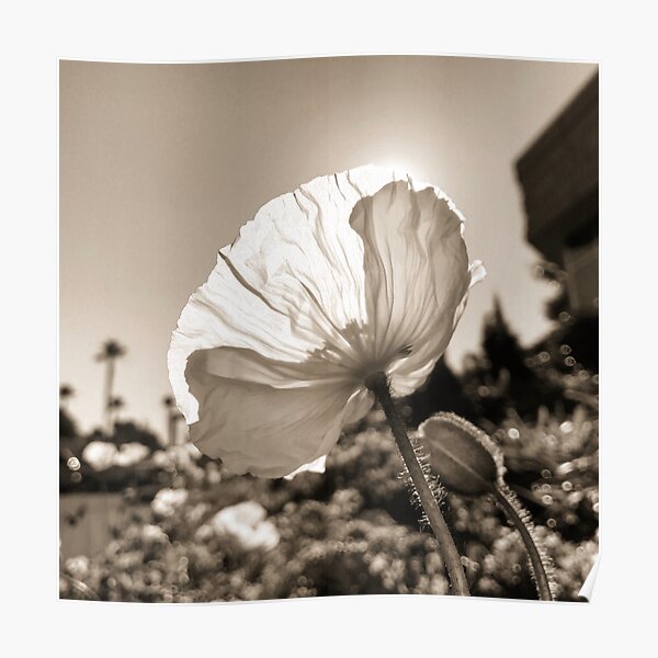 Oakland Poppies Poster
