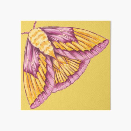 Framed Rosy Maple Moth (Dryocampa rubicunda) 6x6