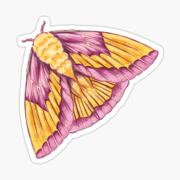 Item preview, Rosy Maple Moth designed and sold by leebradford.
