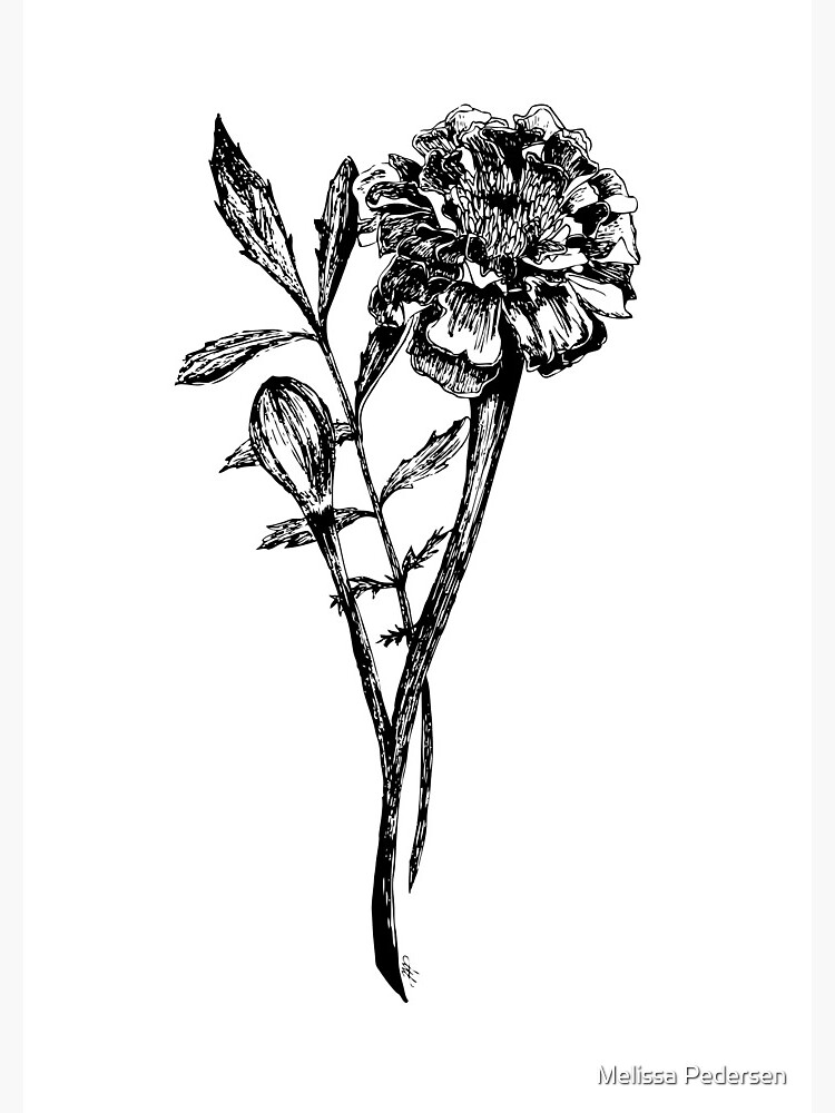 Marigold drawing, illustration, vector on white background Stock Vector  Image & Art - Alamy