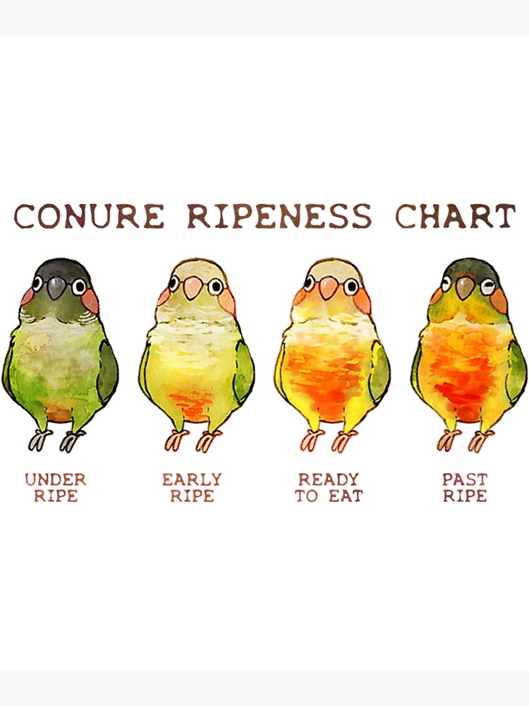 Conure Chart