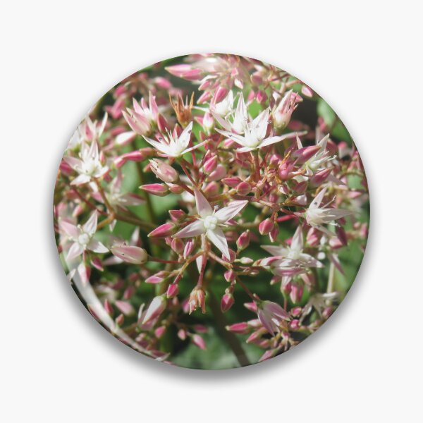 Item preview, Crassula multicava flowers designed and sold by greentiger1.