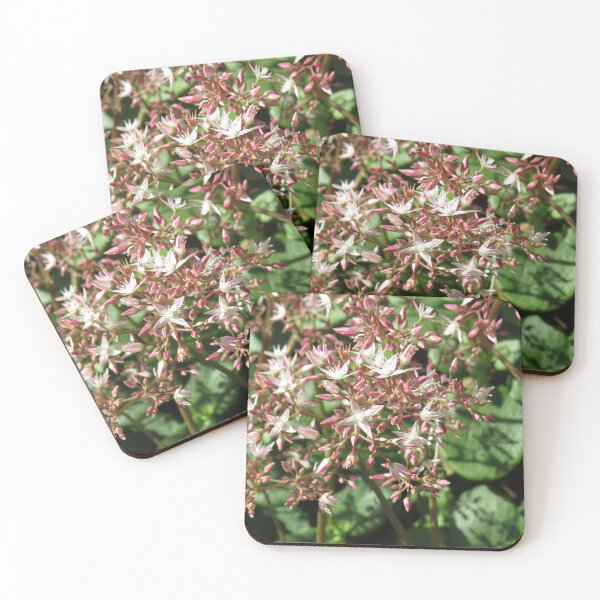Item preview, Crassula multicava flowers designed and sold by greentiger1.