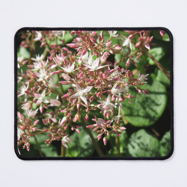 Item preview, Crassula multicava flowers designed and sold by greentiger1.