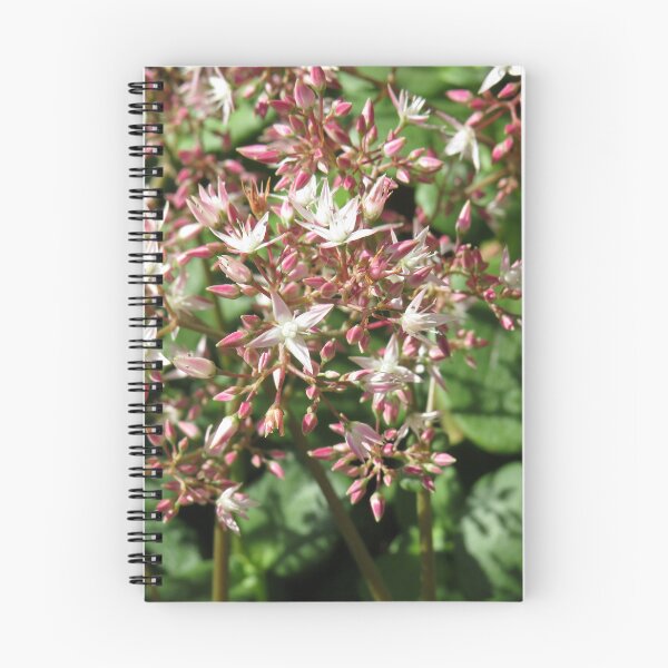 Item preview, Crassula multicava flowers designed and sold by greentiger1.