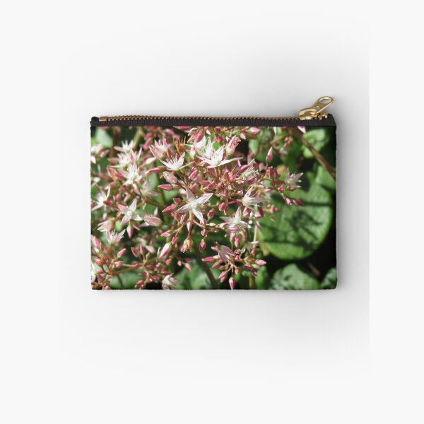 Item preview, Crassula multicava flowers designed and sold by greentiger1.