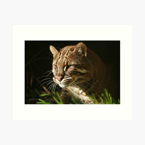 Item preview, Asiatic Golden Cat designed and sold by ljm000.