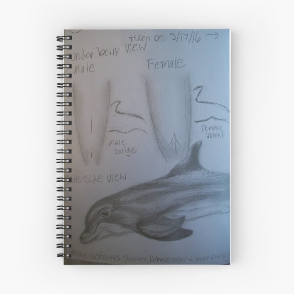 Item preview, Bottlenose Dolphin Male/Female ID (Sketch) designed and sold by SkylarMuller.