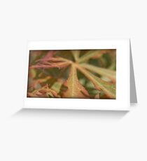 Acer Greeting Card