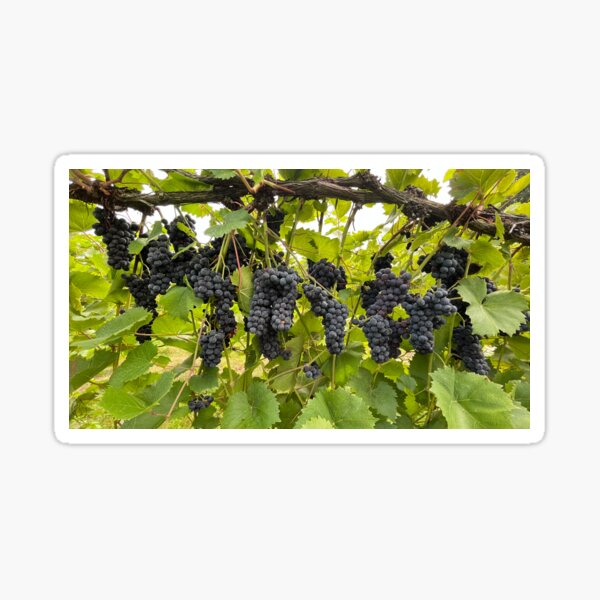 Item preview, Grapes  designed and sold by bradleyduncan.