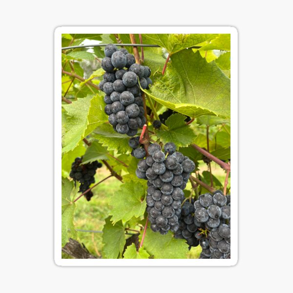 Item preview, Grapes designed and sold by bradleyduncan.