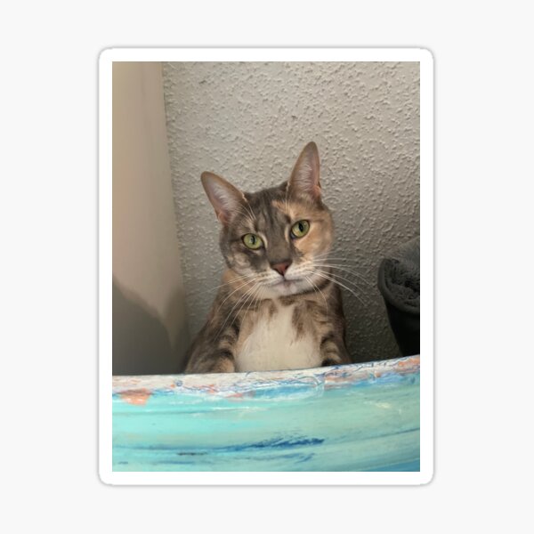 Evil Dilute Stare - Whisker-Worthy Laughs for Every Cat Owner Sticker