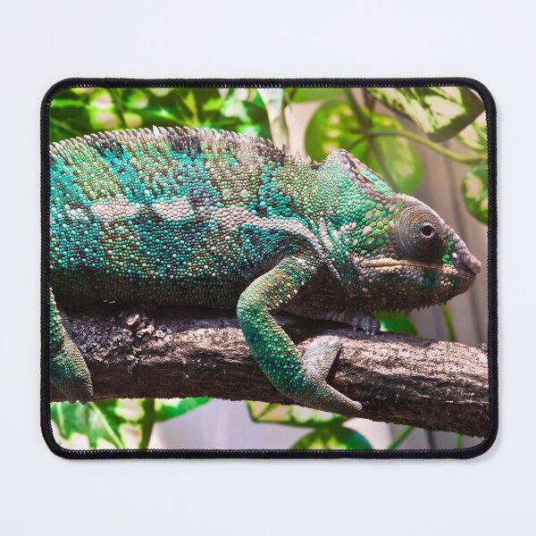 Item preview, Colorful chameleon designed and sold by Midnight-Hour.