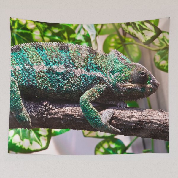 Item preview, Colorful chameleon designed and sold by Midnight-Hour.