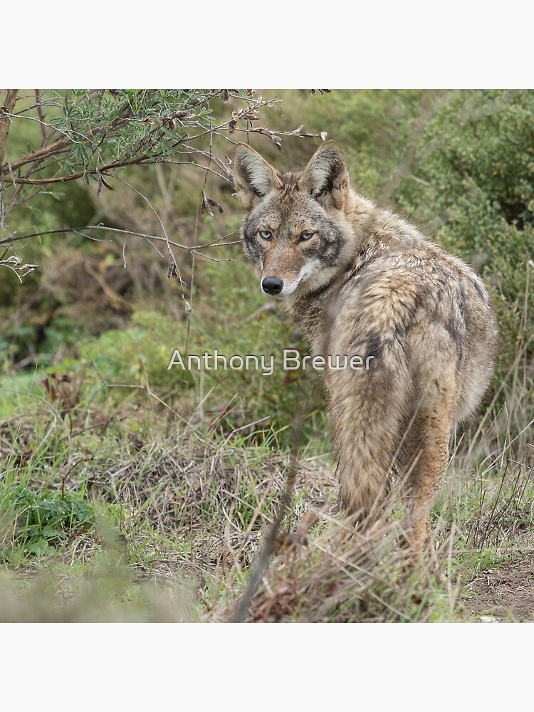 Wandering coyote by dailyanimals