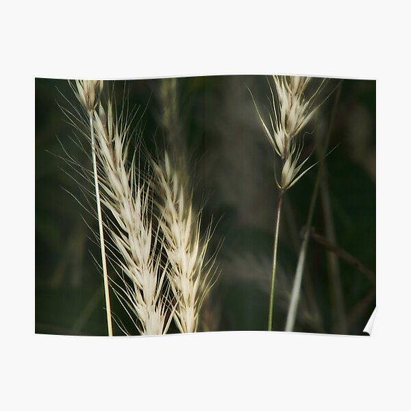 White or wheat?? Poster
