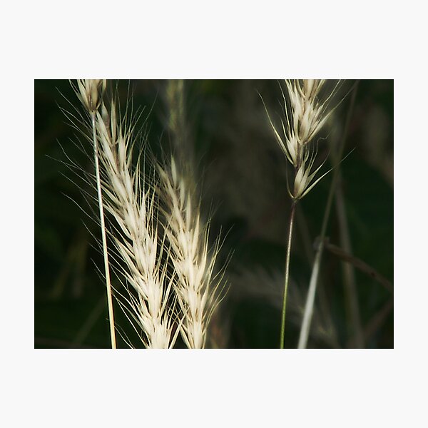 White or wheat?? Photographic Print